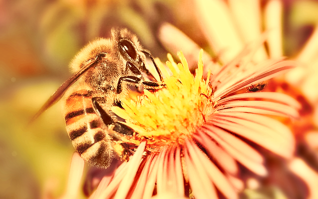 A bee on a flower