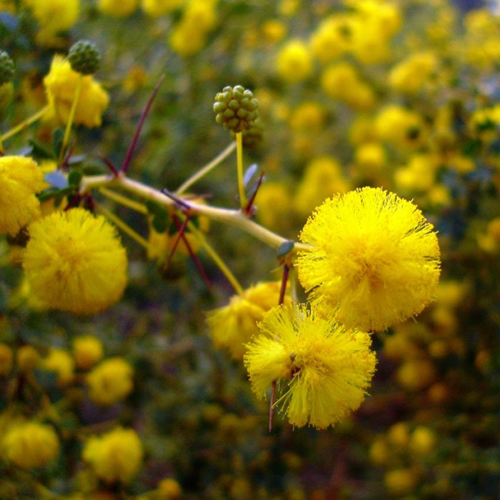 Picture of a Prickly Moses in flower