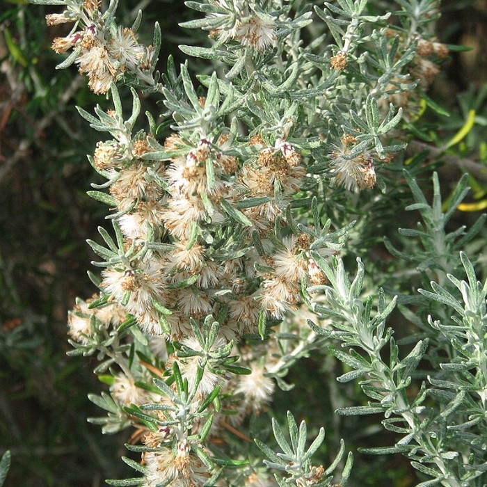 Picture of a Coastal Daisy Bush plant in flower