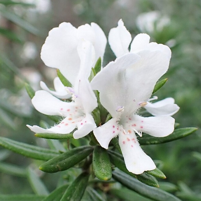 Picture of a Coastal Rosemary plant in flower