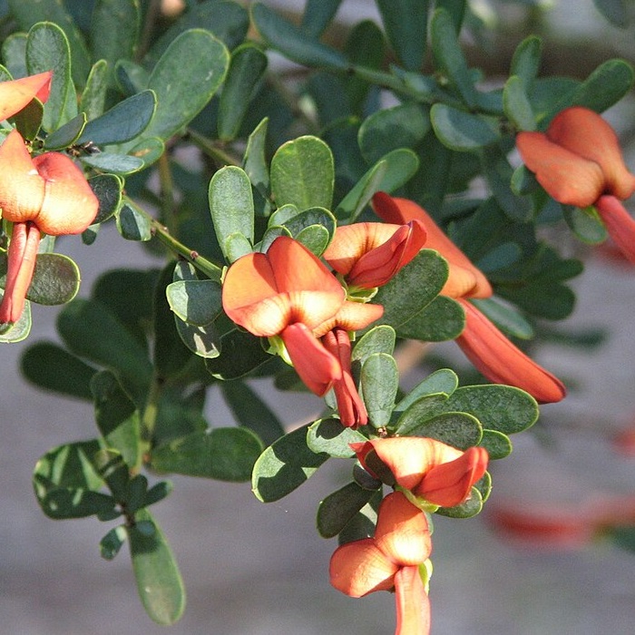 Picture of a Cockies Tongue plant