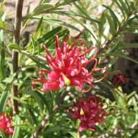 Picture of a Gingin Gem Plant