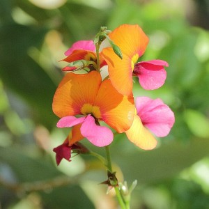 Picture of a Heart Leaf Flame Pea