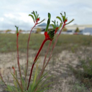 Picture of a Kangaroo Paw