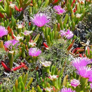 Picture of a Native Pigface