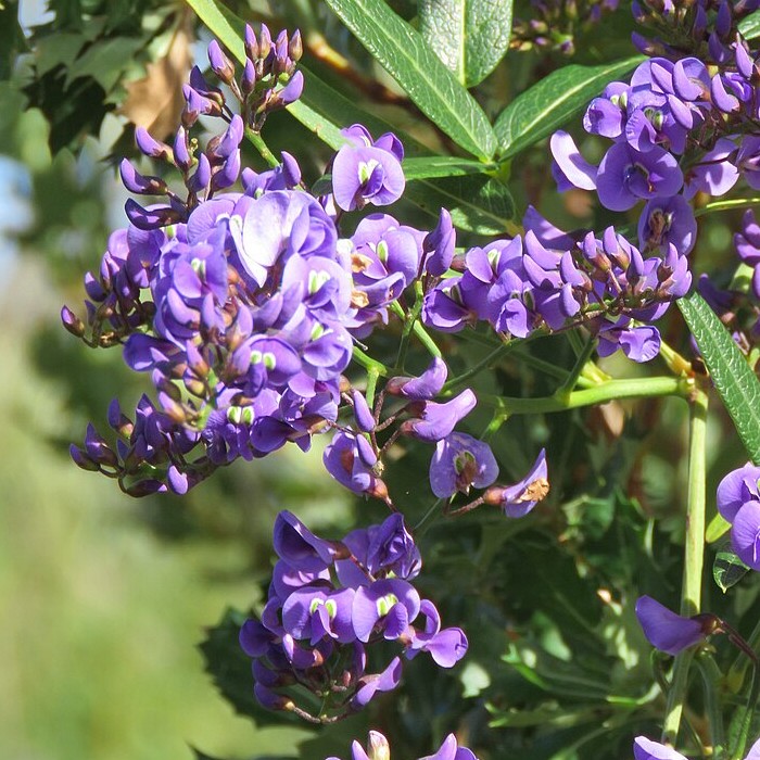 Picture of Hardenbergia comptoniana