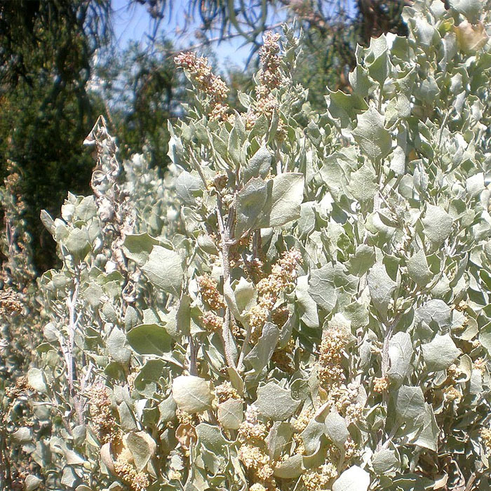 Picture of Old Man Saltbush in flower