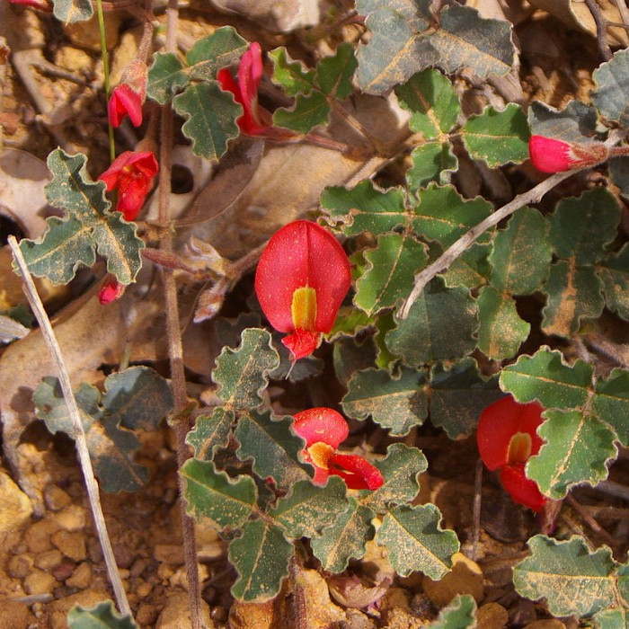 Picture of Running Postman