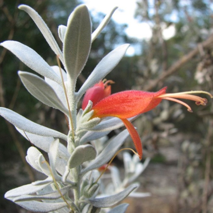 Picture of Kalbarri Carpet (Eremophila glabra)